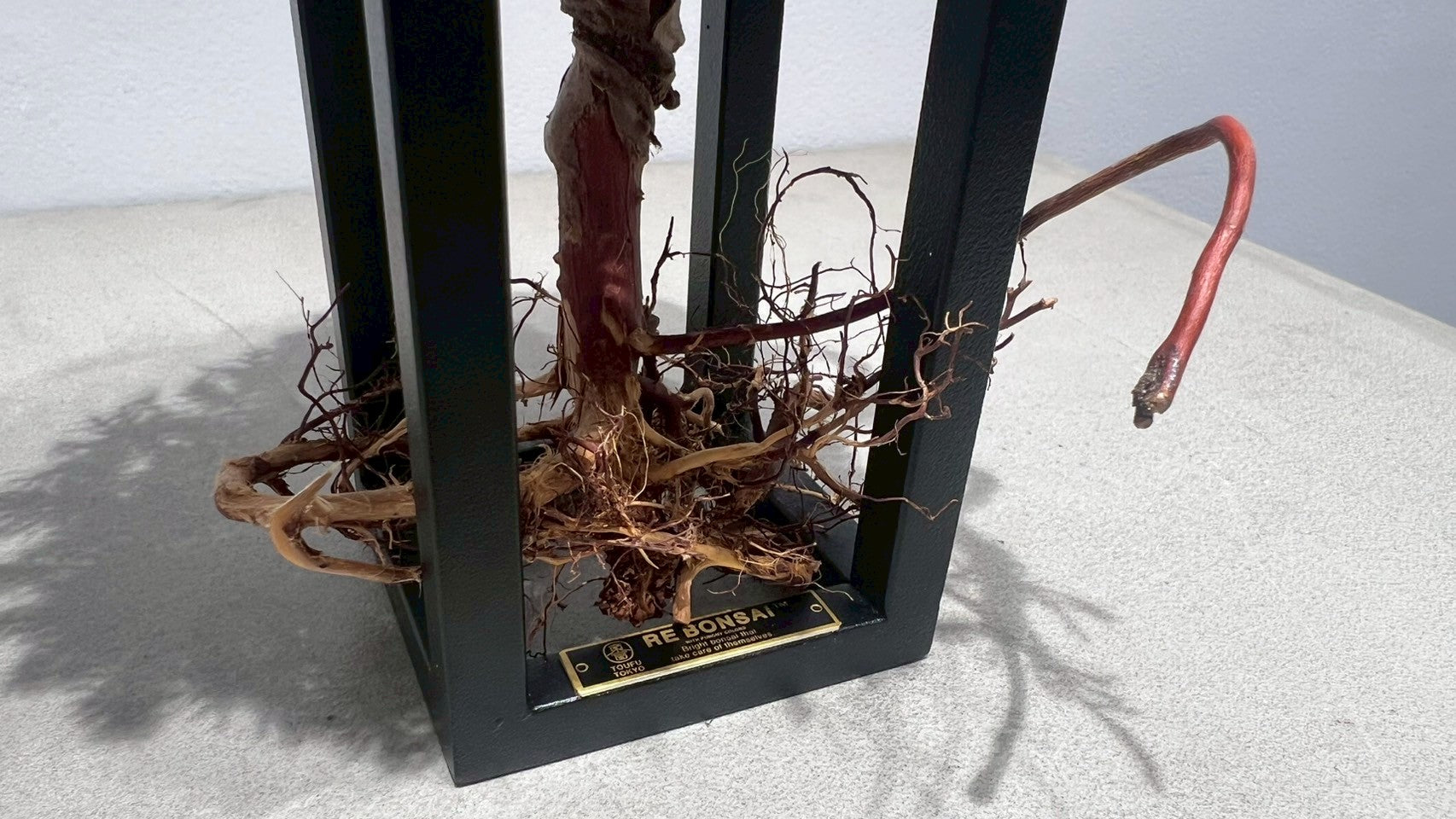 RE BONSAI™️ Frame(白百合色)