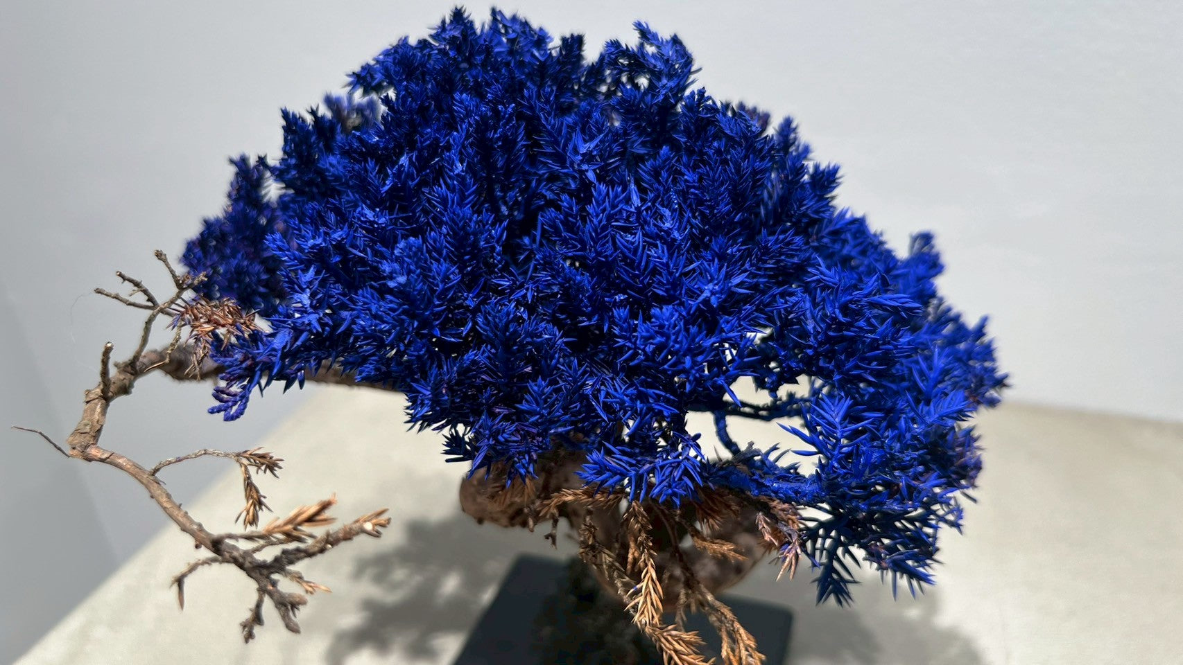 RE BONSAI™️(紺藍色)