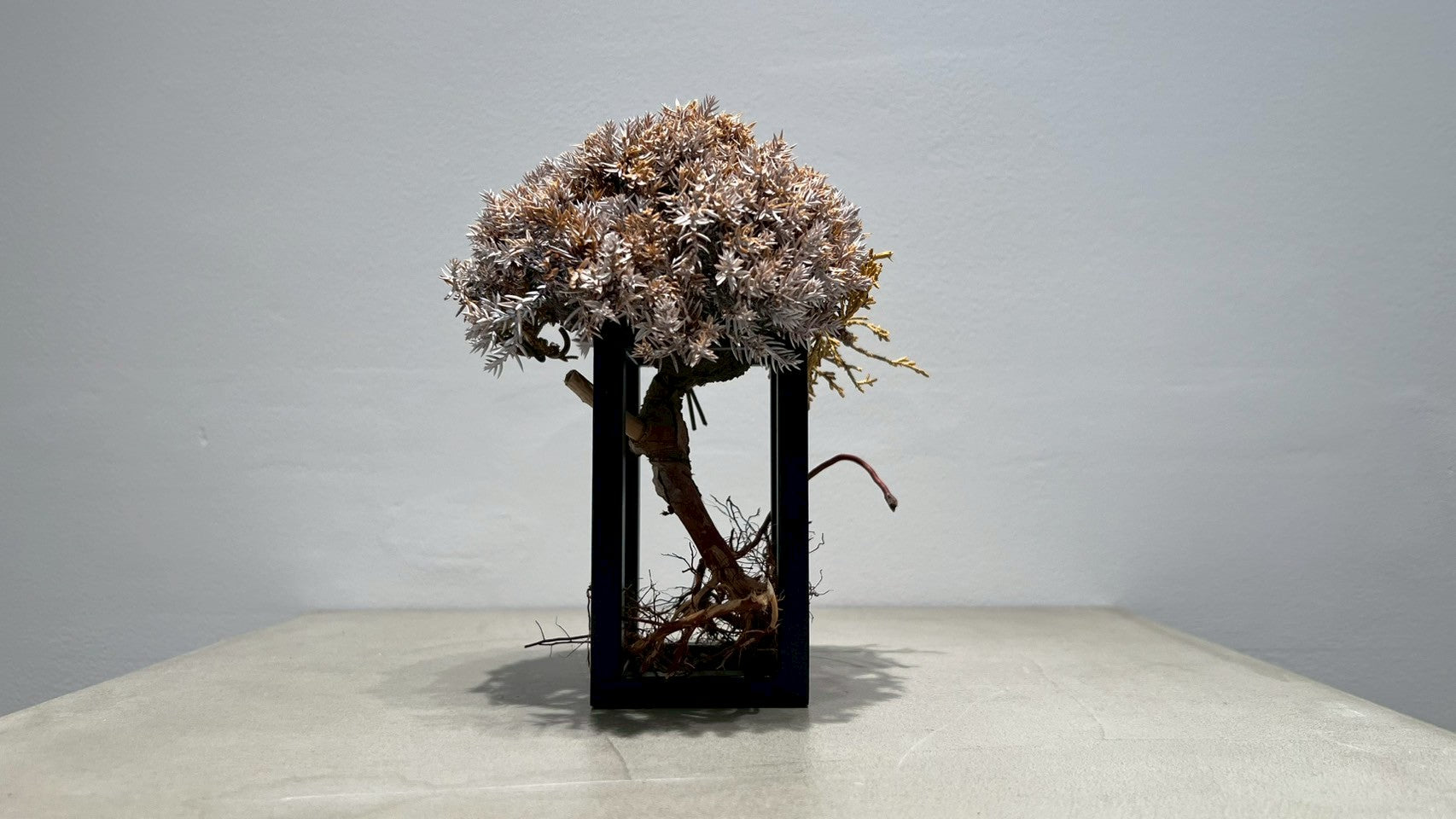 RE BONSAI™️ Frame(白百合色)
