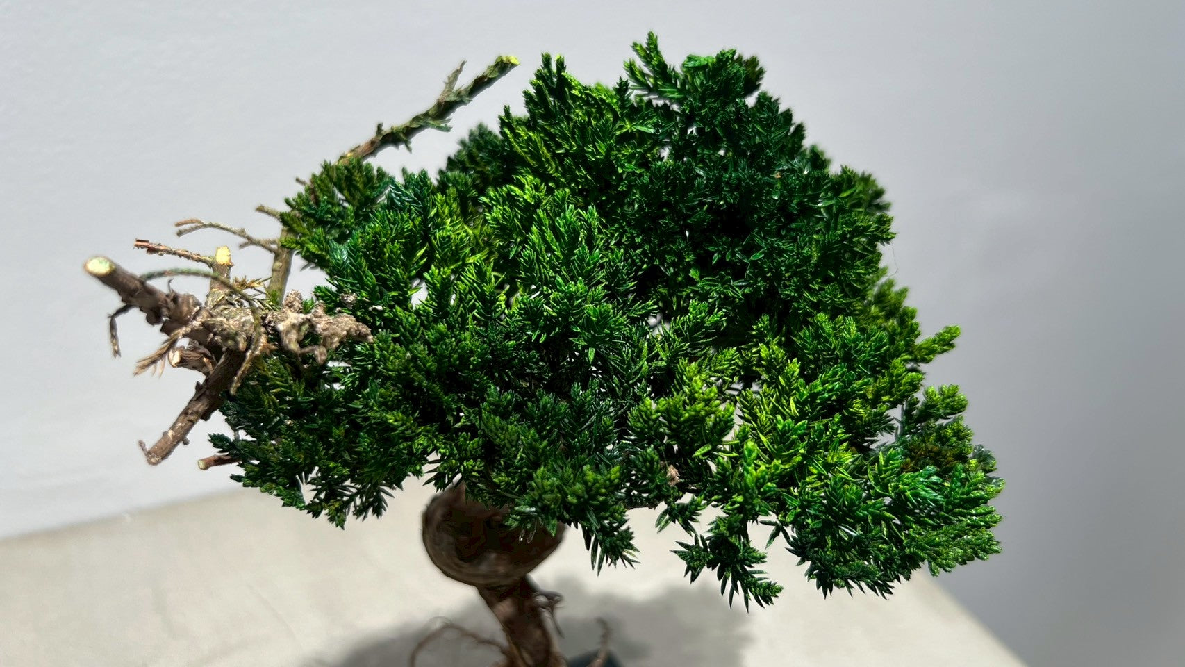 RE BONSAI™️(海松茶色)