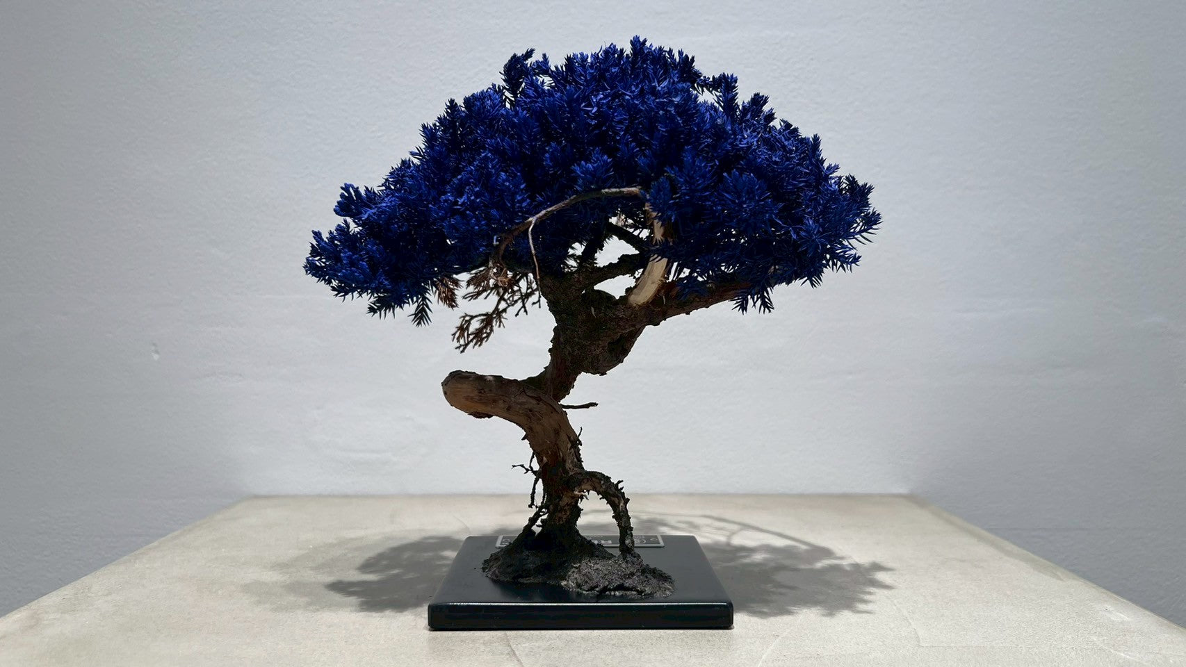 RE BONSAI™️(紺藍色)