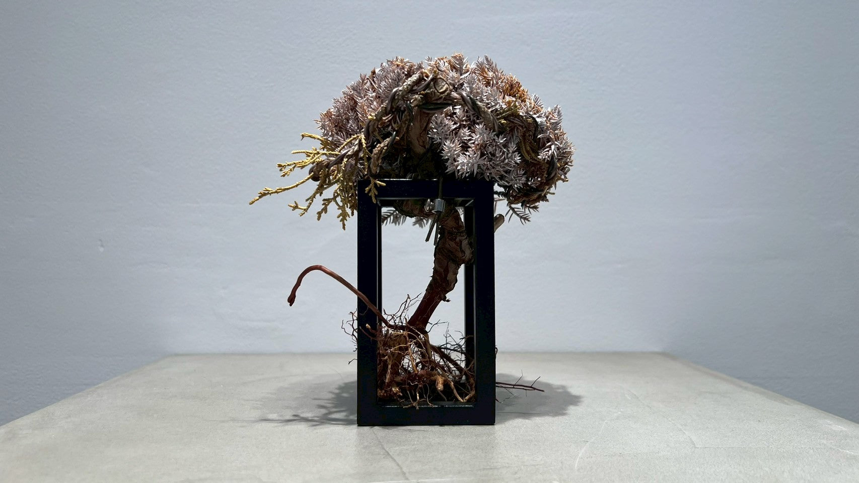 RE BONSAI™️ Frame(白百合色)