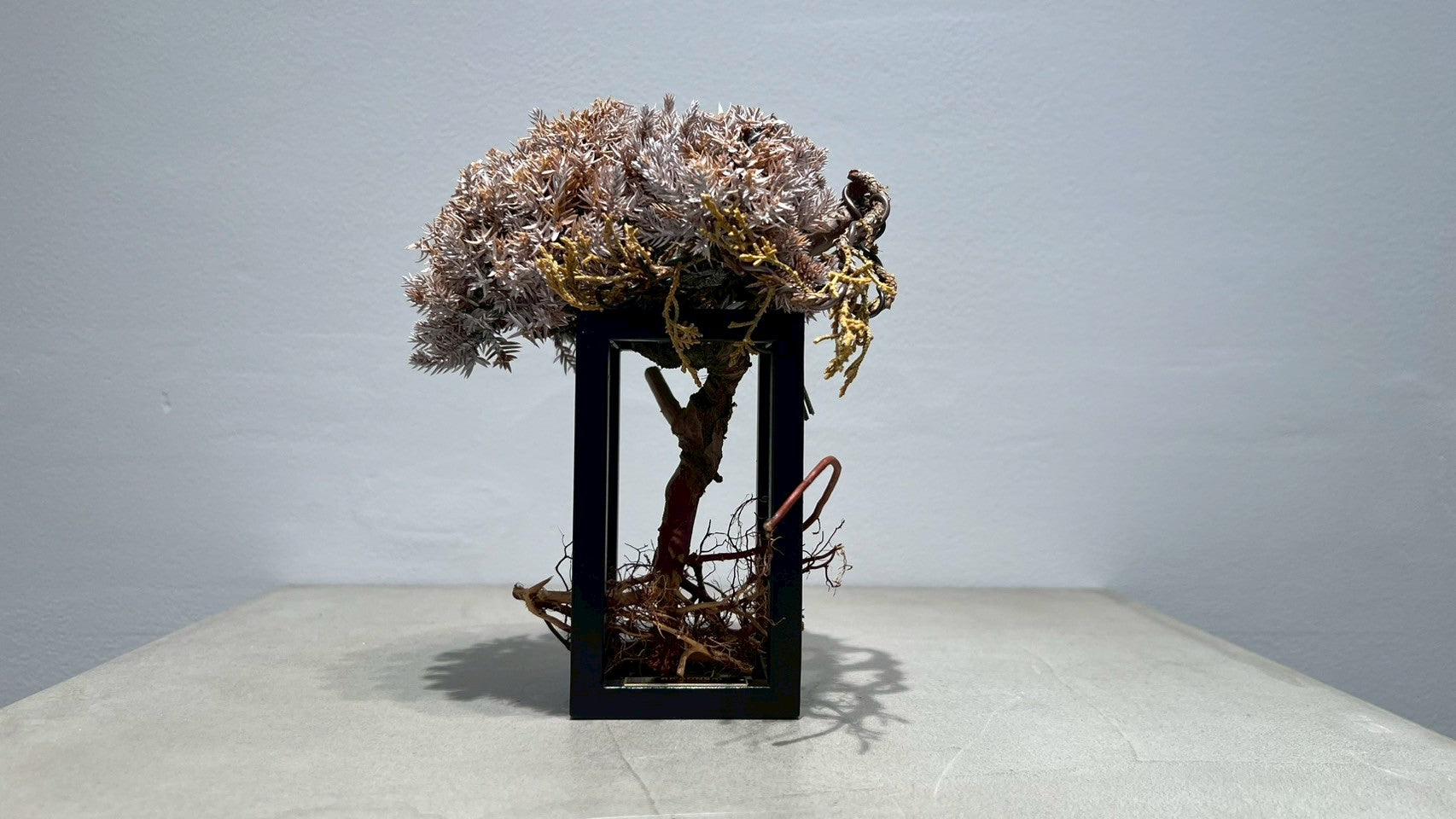 RE BONSAI™️ Frame(白百合色)