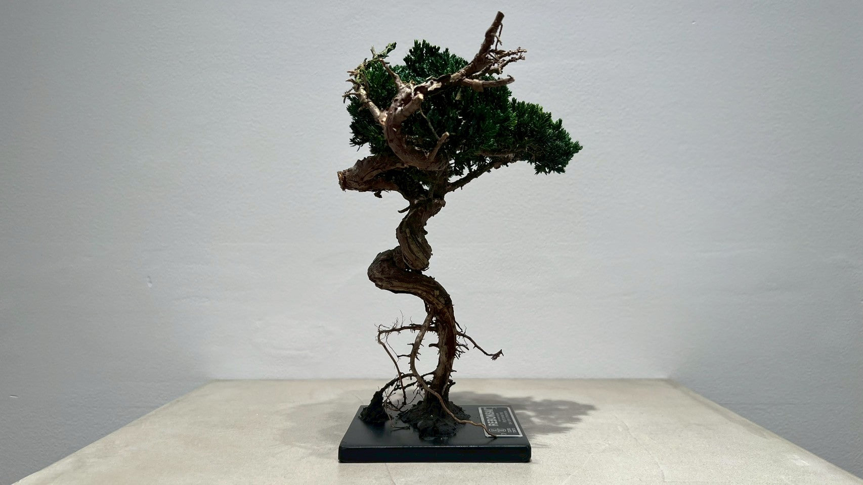 RE BONSAI™️(海松茶色)