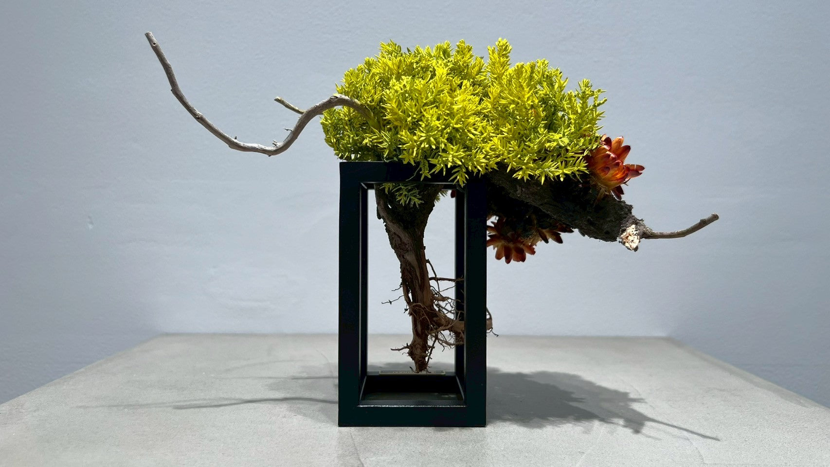 RE BONSAI™️ Frame(橙色X檸檬色)