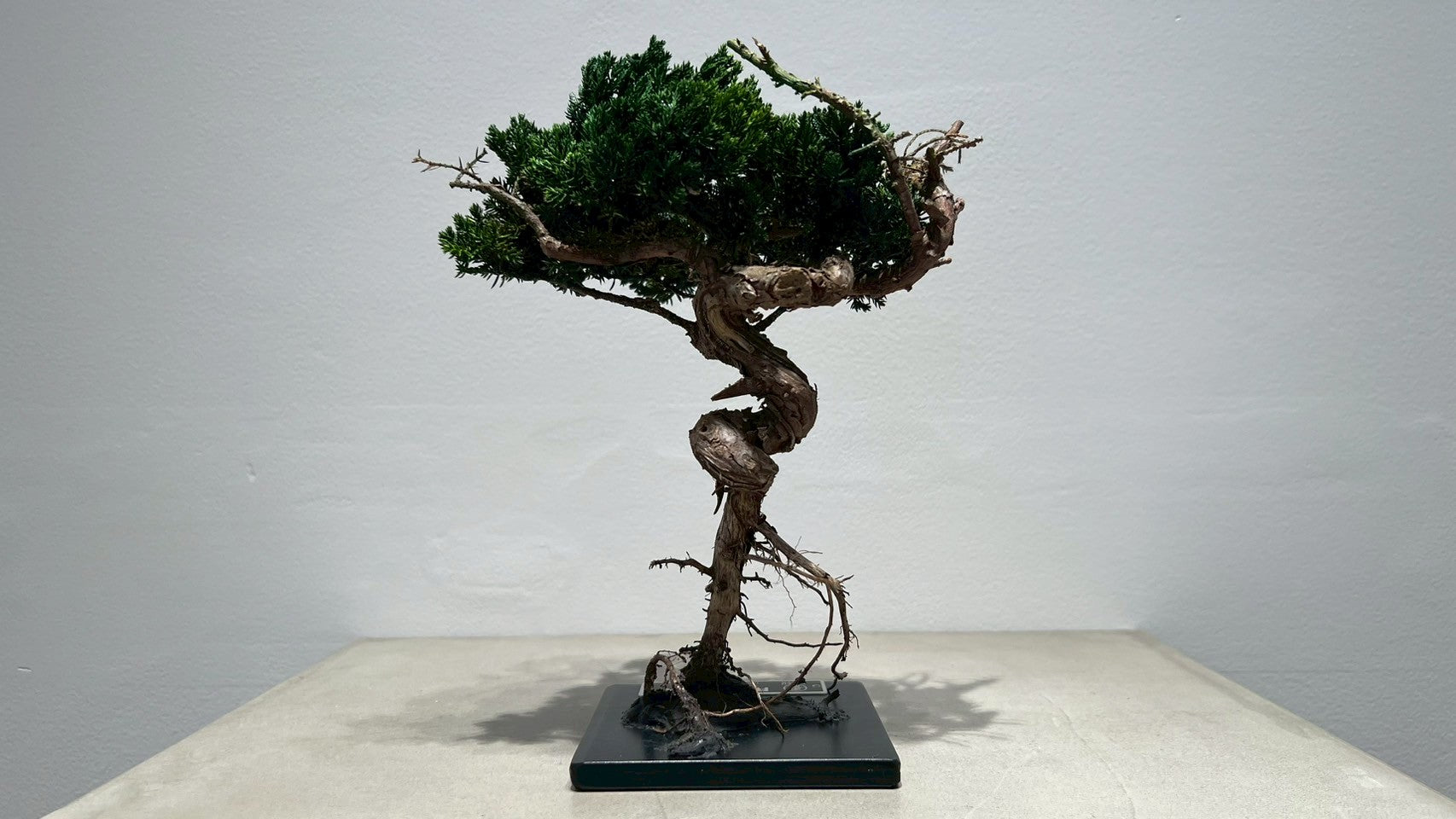 RE BONSAI™️(海松茶色)