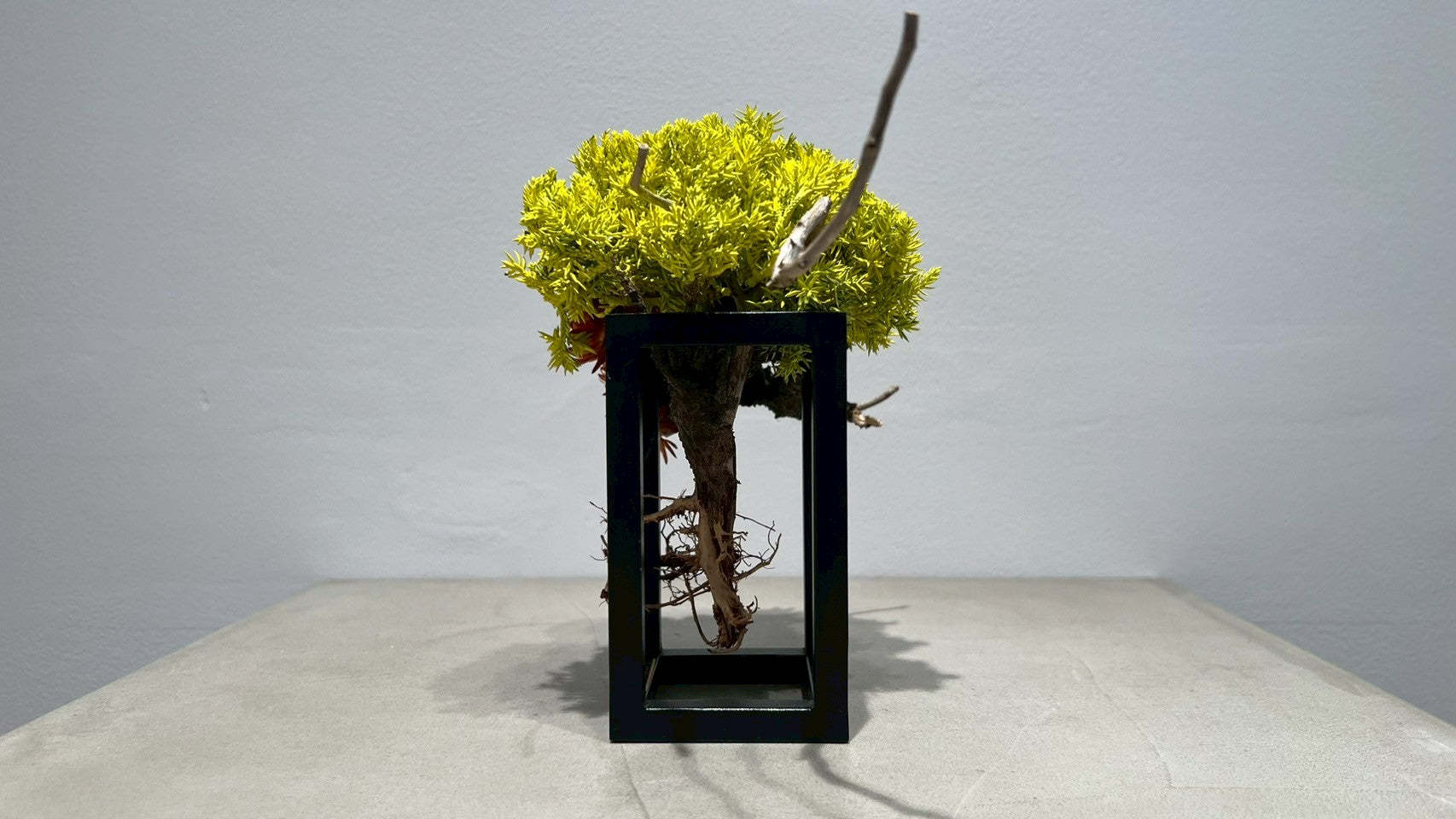 RE BONSAI™️ Frame(橙色X檸檬色)
