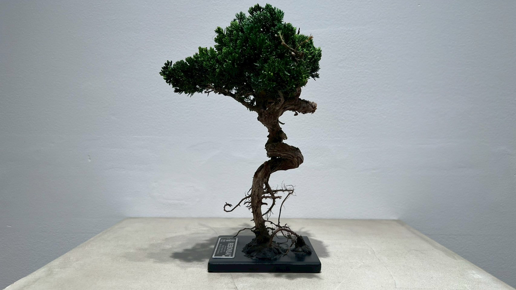 RE BONSAI™️(海松茶色)