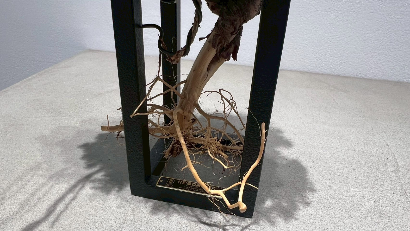 RE BONSAI™️ Frame(海松色)