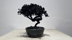 RE BONSAI™️(漆黒色）