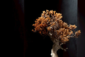 7/17 new RE BONSAI™️ HACHI（琥珀色）