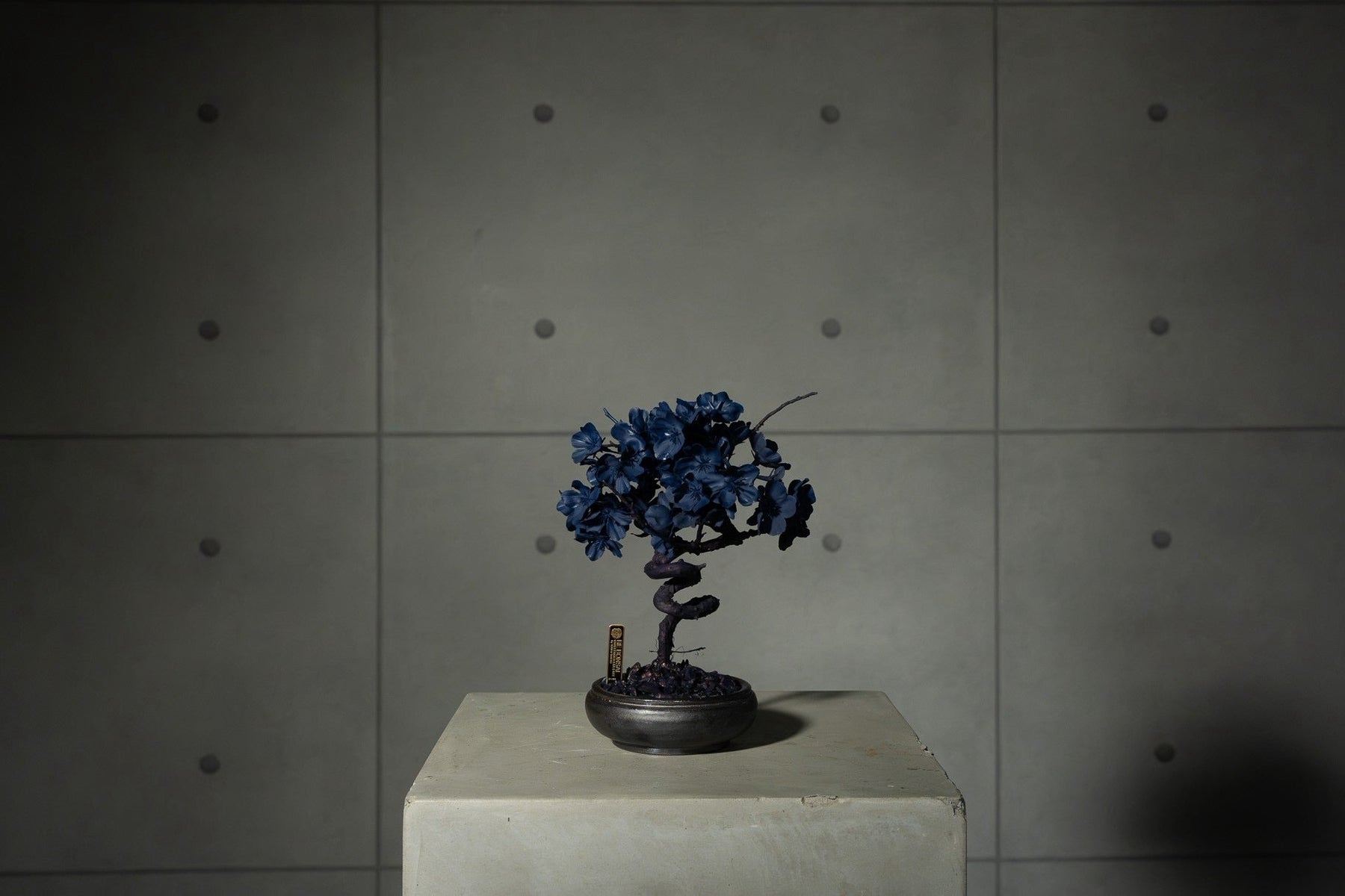 7/29 new RE BONSAI™️ AIZOME SAKURA HACHI