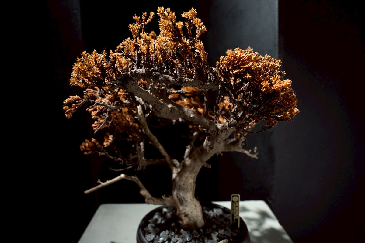 7/17 new RE BONSAI™️ HACHI（琥珀色）