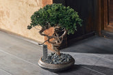 REBONSAI™ オーダー専用