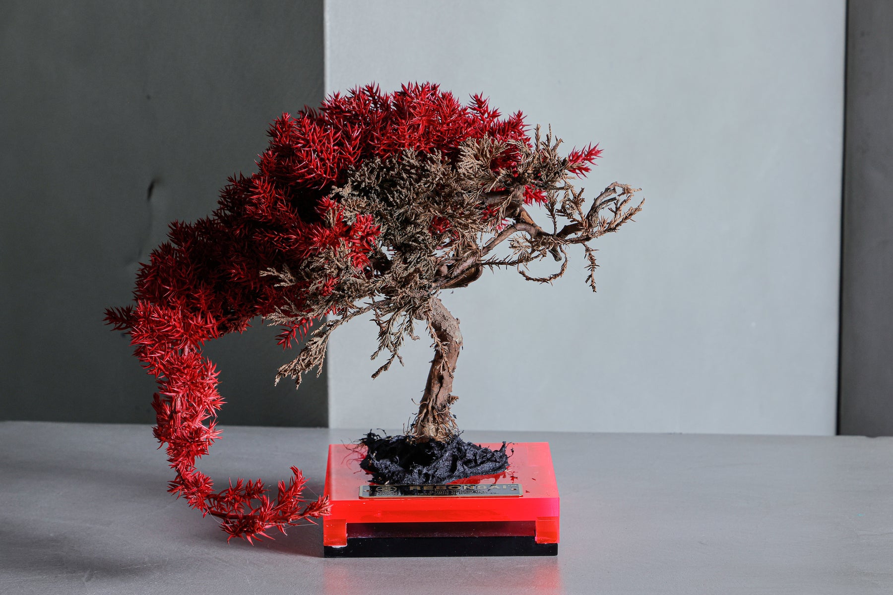 RE BONSAI™️（真柏／紅樺色）