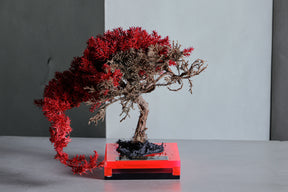 RE BONSAI™️（真柏／紅樺色）