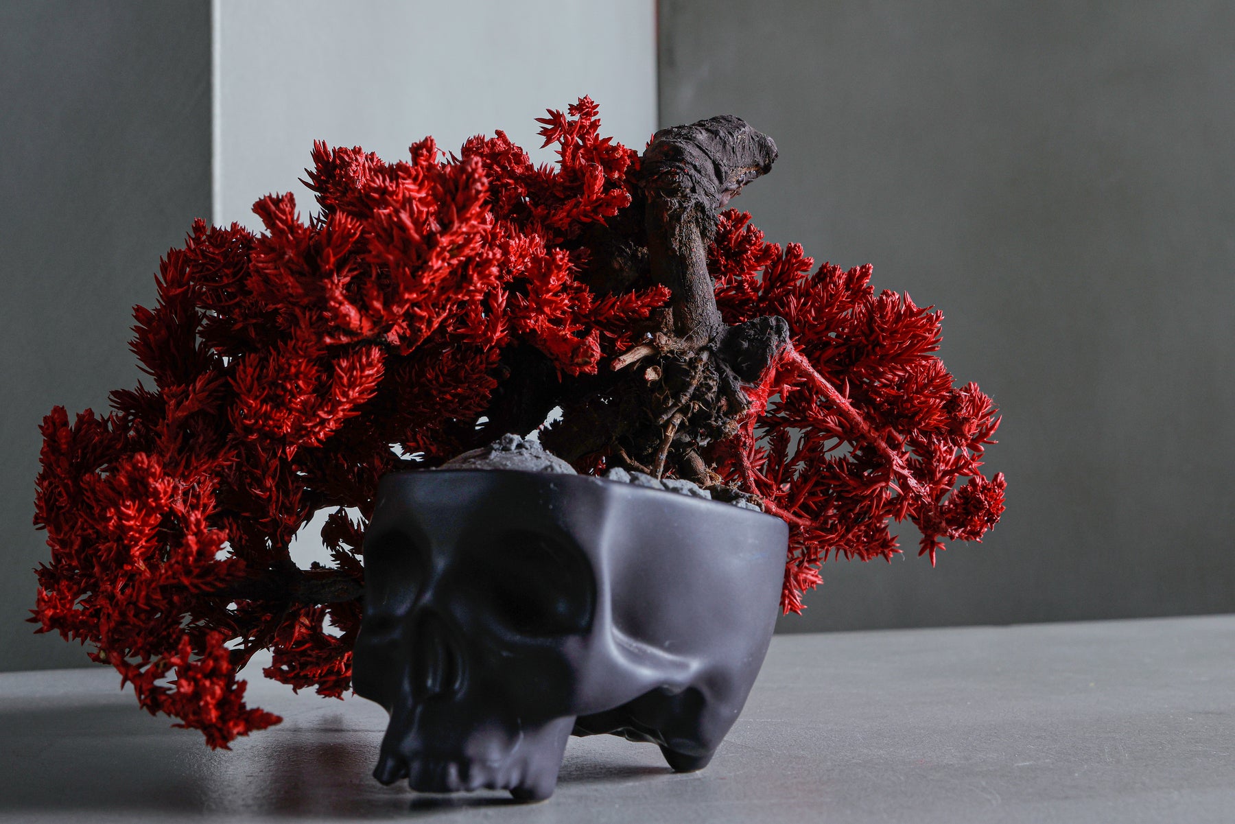 SKULL RE BONSAI™︎（真柏／紅樺色）