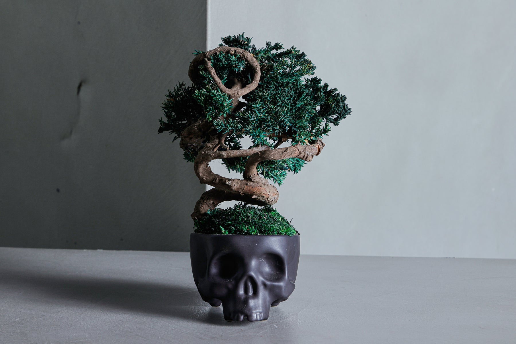 SKULL RE BONSAI™︎（真柏／萌葱色）