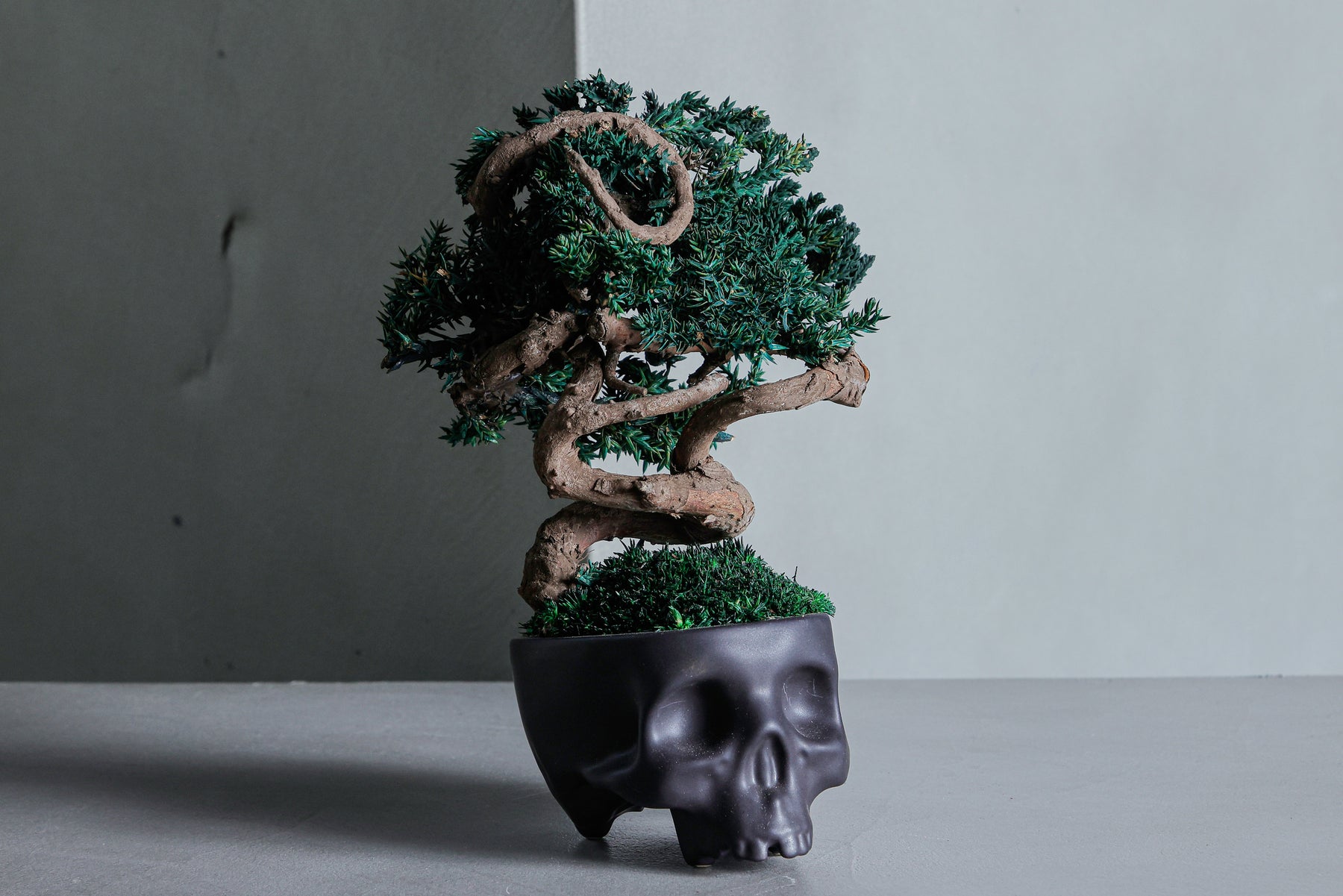 SKULL RE BONSAI™︎（真柏／萌葱色）