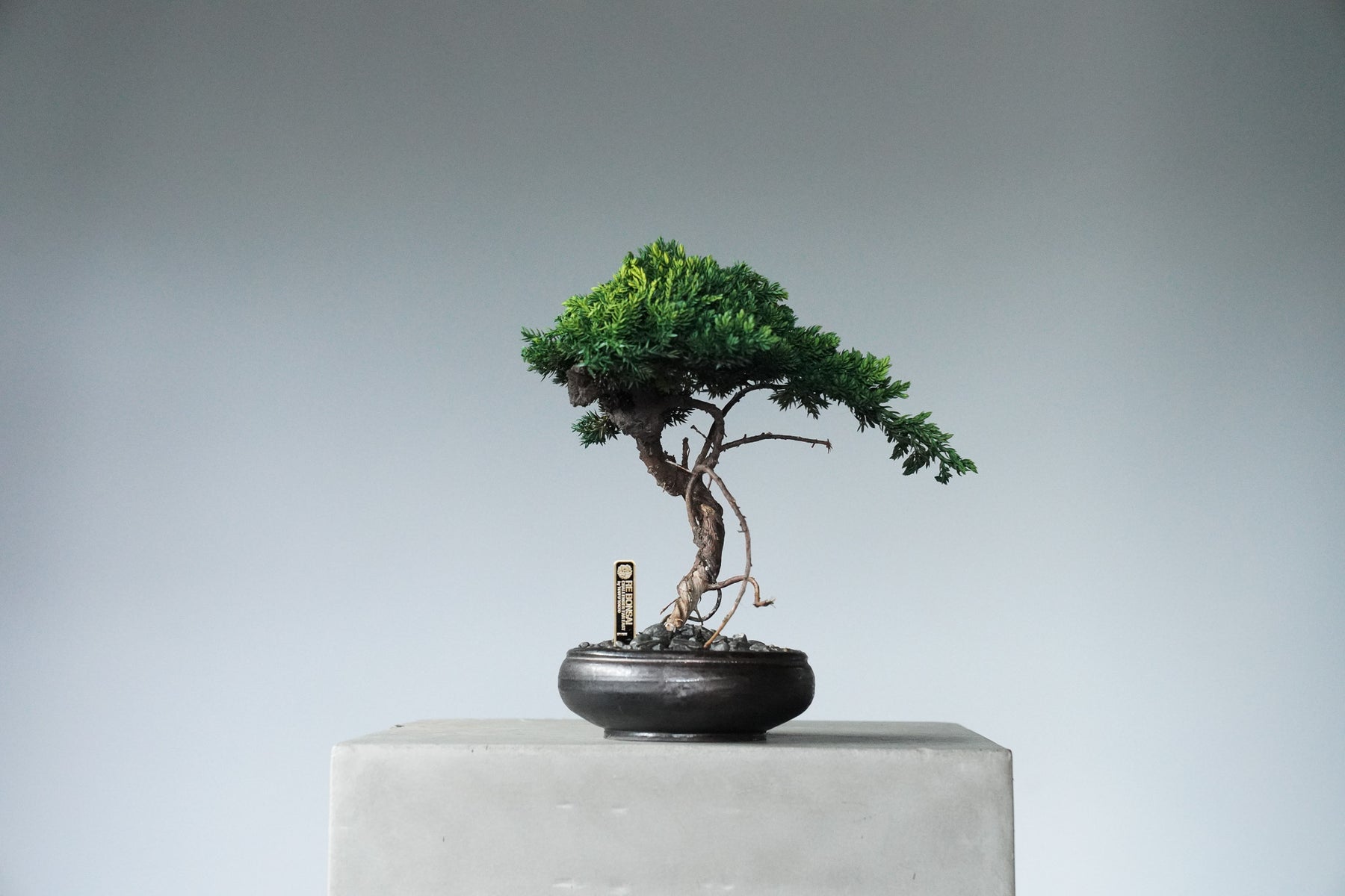 9/18 new RE BONSAI™️ HACHI（若葉色）