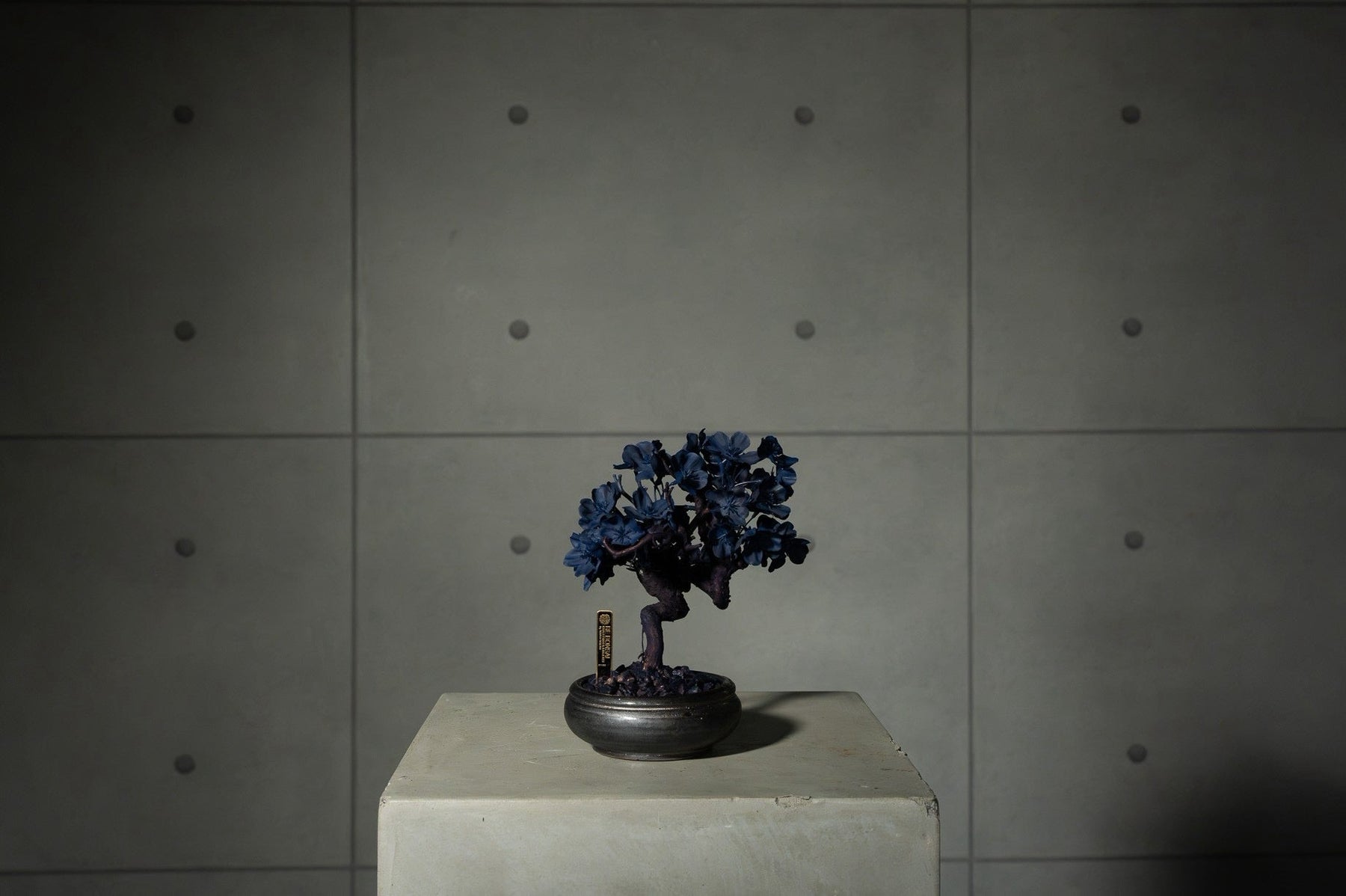7/29 new RE BONSAI™️ AIZOME SAKURA HACHI