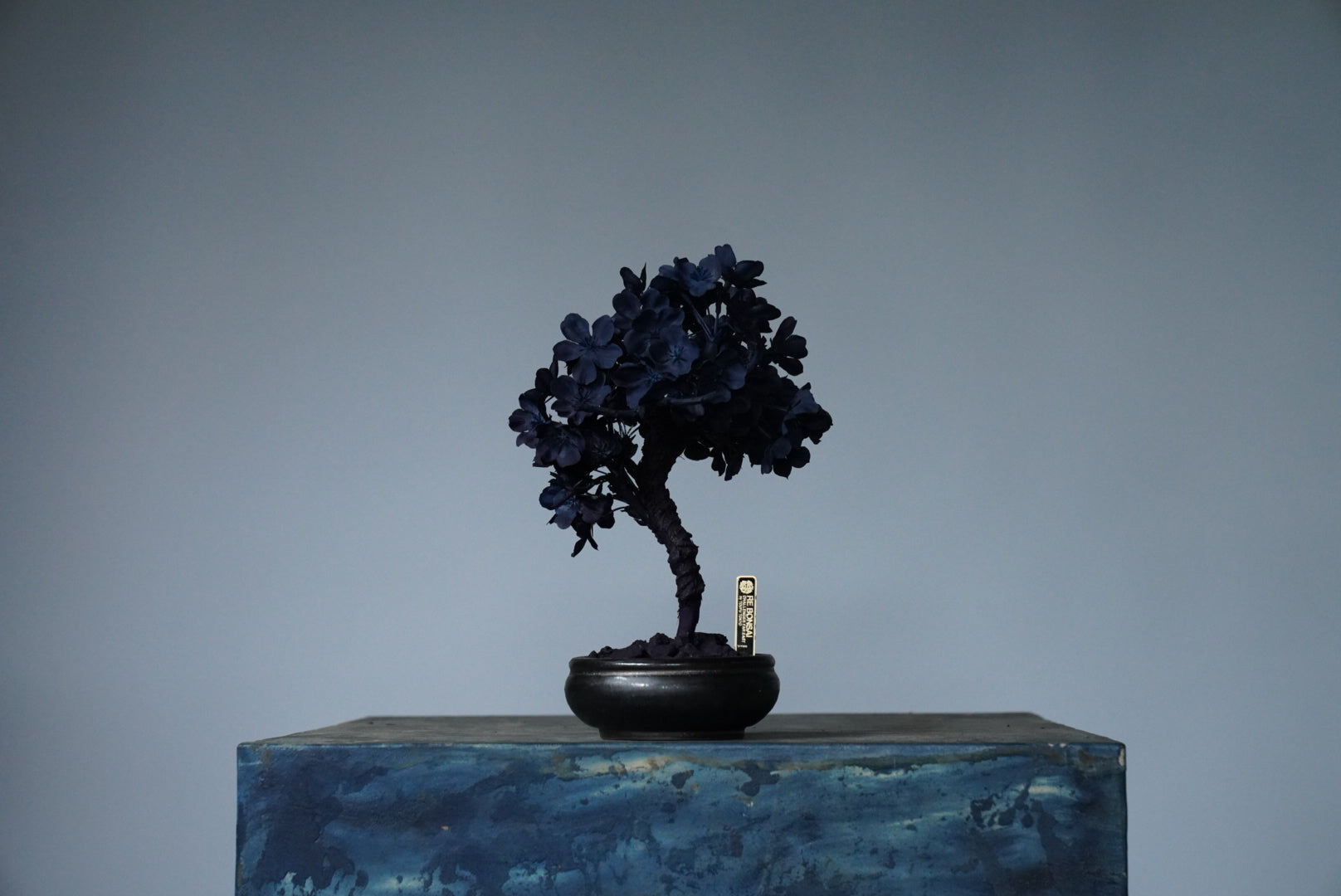 10/2 new RE BONSAI™️ AIZOME SAKURA HACHI