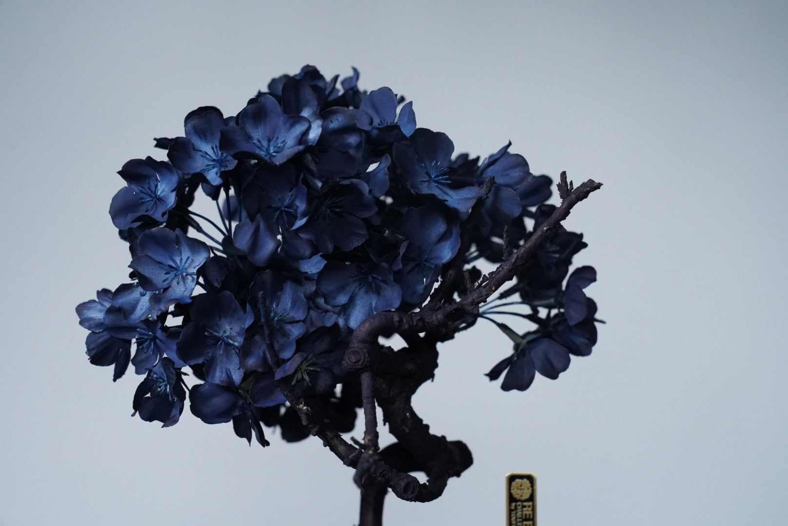 10/2 new RE BONSAI™️ AIZOME SAKURA HACHI