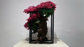 RE BONSAI™️ Frame(撫子色）