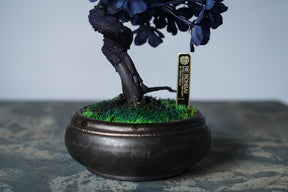 10/2 new RE BONSAI™️ AIZOME SAKURA HACHI