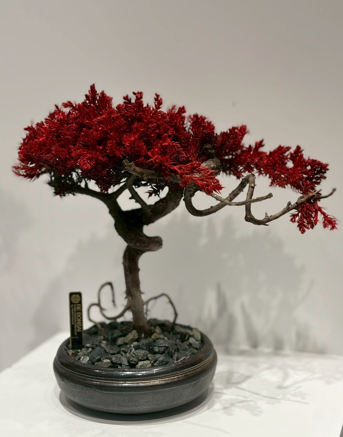 7/14 new RE BONSAI™️ HACHI（紅樺色)