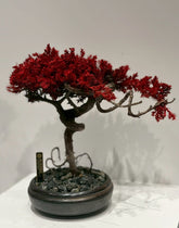 7/14 new RE BONSAI™️ HACHI（紅樺色)
