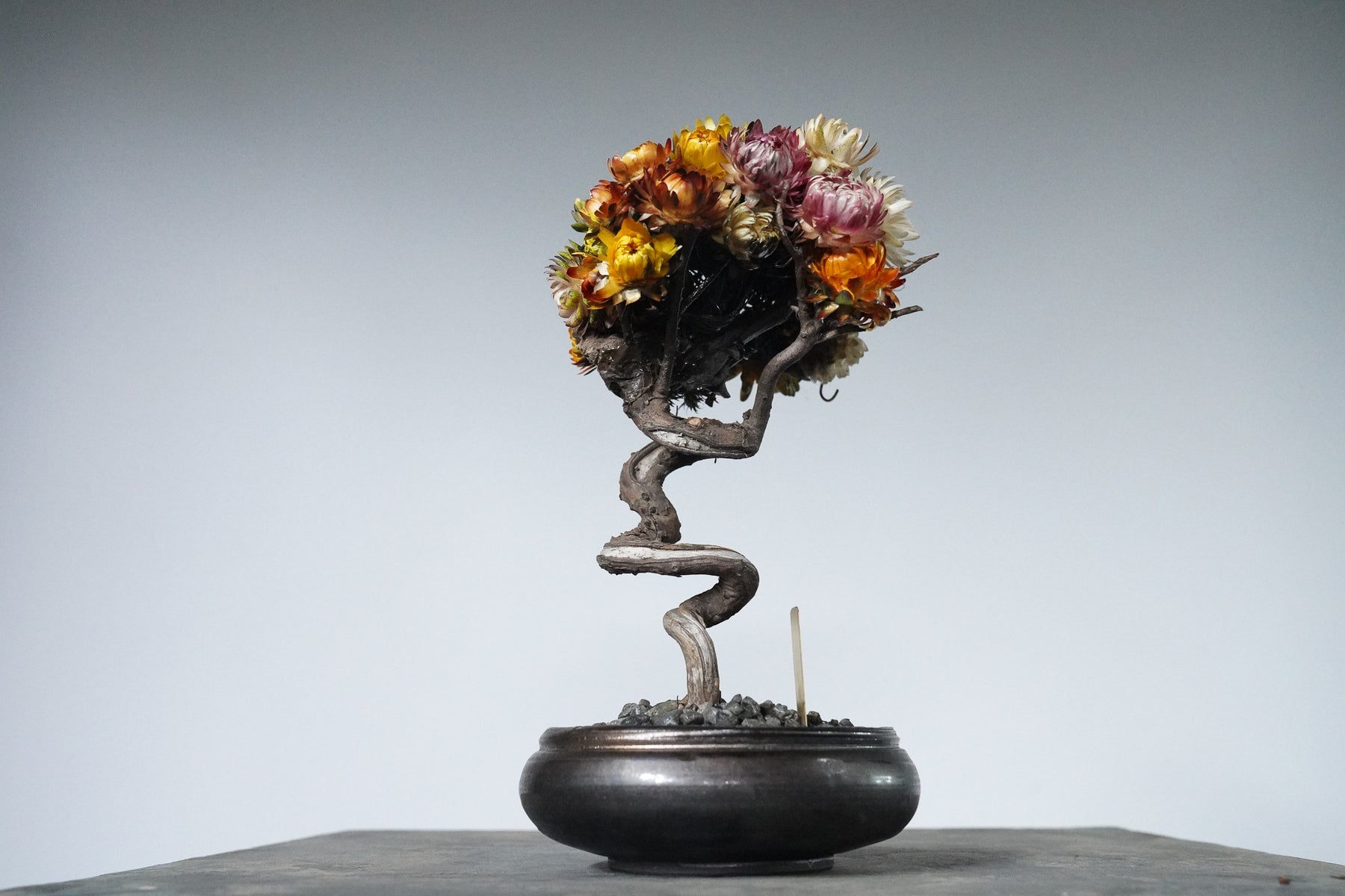 9/18 new RE BONSAI™️ HACHI（フラワーデザイン）