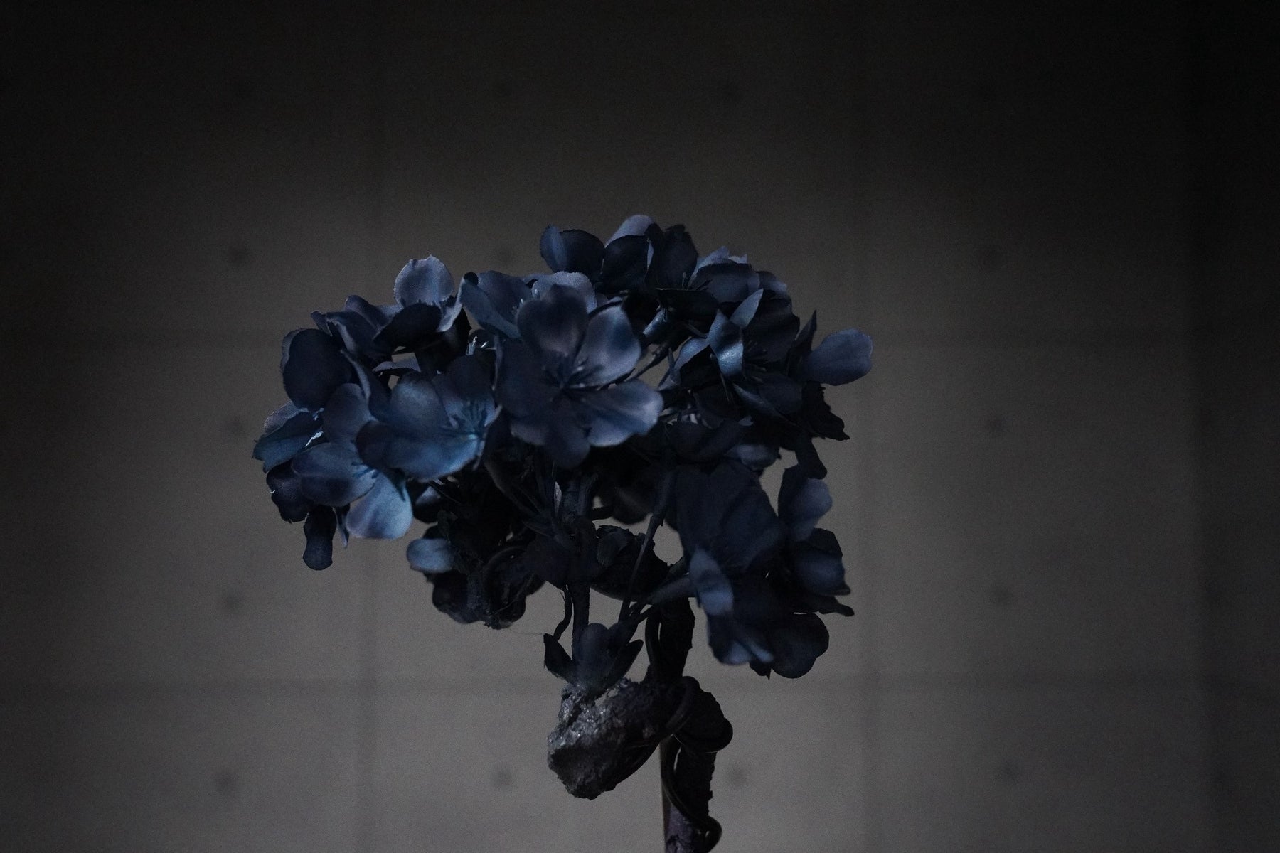 9/15 new RE BONSAI™️ AIZOME SAKURA HACHI