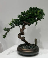 7/14 new RE BONSAI™️ HACHI（海松茶色）