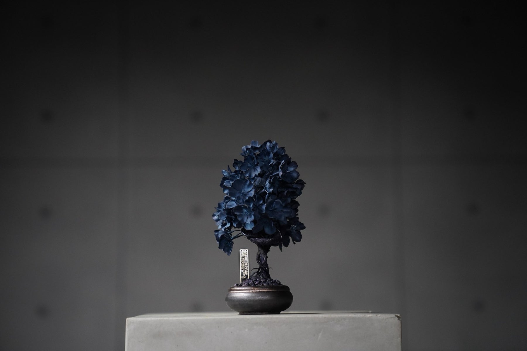 9/15 new RE BONSAI™️ AIZOME SAKURA HACHI
