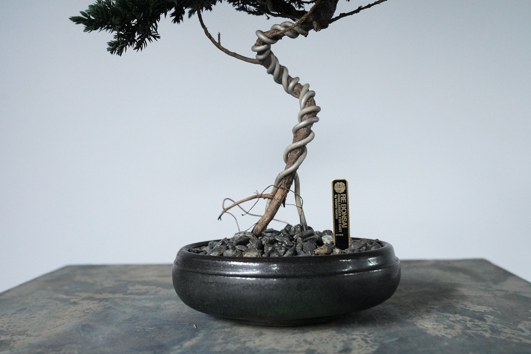 9/18 new RE BONSAI™️ HACHI（若葉色）
