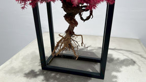 RE BONSAI™️ Frame(撫子色）