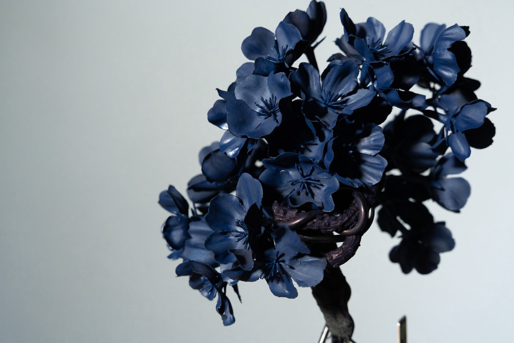 7/29 new RE BONSAI™️ AIZOME SAKURA HACHI