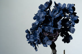 7/29 new RE BONSAI™️ AIZOME SAKURA HACHI
