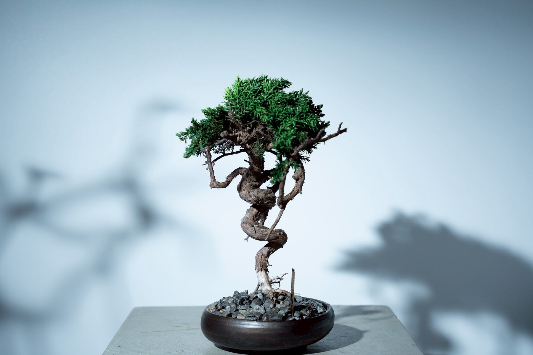 7/16 new RE BONSAI™️ HACHI（若葉色）