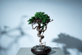7/16 new RE BONSAI™️ HACHI（若葉色）