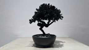 RE BONSAI™️(漆黒色）