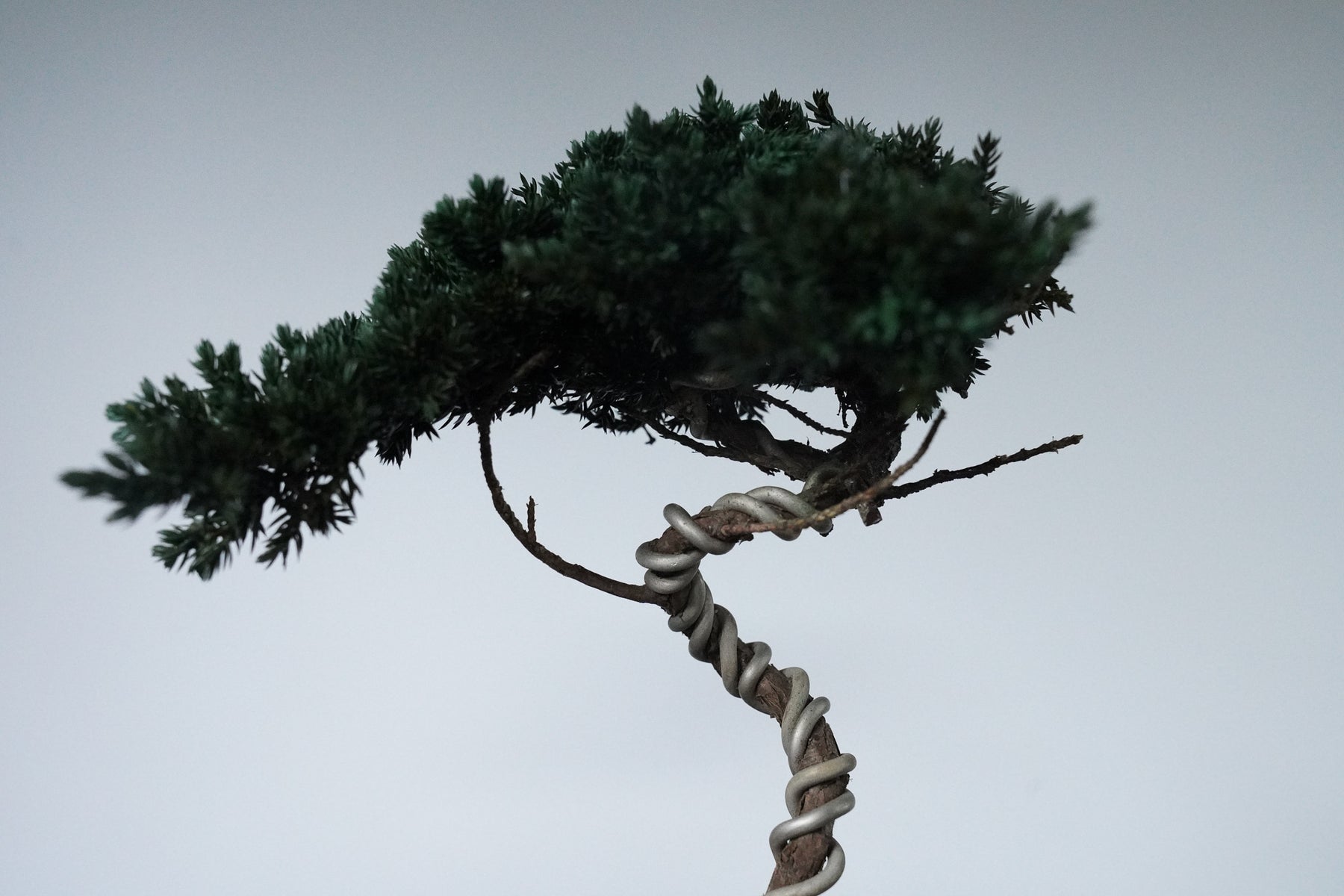 9/18 new RE BONSAI™️ HACHI（若葉色）