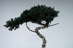 9/18 new RE BONSAI™️ HACHI（若葉色）