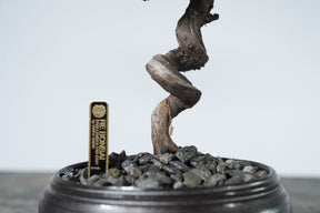 9/18 new RE BONSAI™️ HACHI（フラワーデザイン）