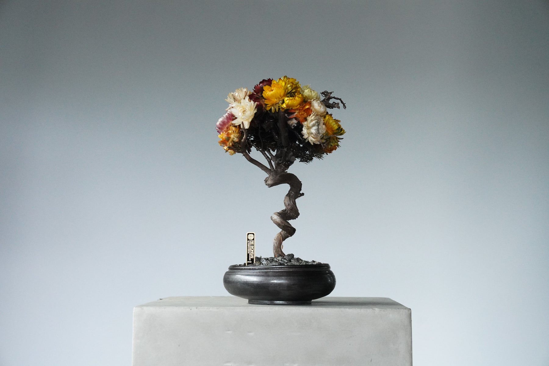 9/18 new RE BONSAI™️ HACHI（フラワーデザイン）