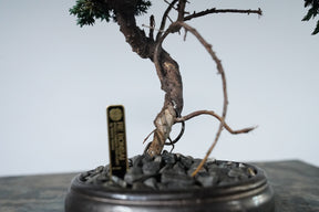 9/18 new RE BONSAI™️ HACHI（若葉色）