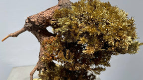 RE BONSAI™️(黄檗色）