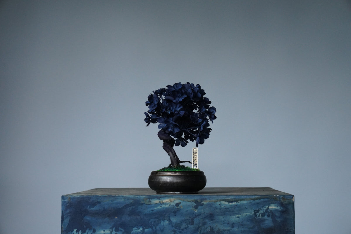 10/2 new RE BONSAI™️ AIZOME SAKURA HACHI