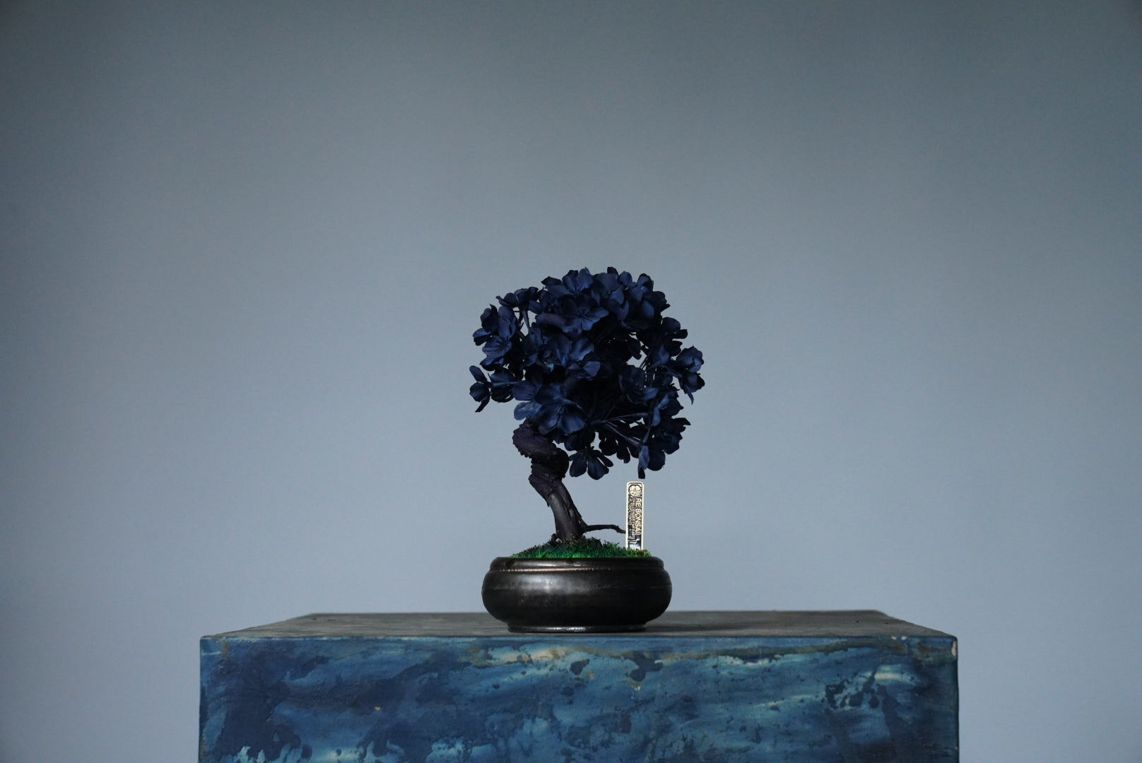 10/2 new RE BONSAI™️ AIZOME SAKURA HACHI